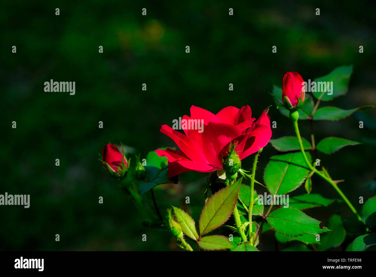 Les roses sauvages sont en fleurs le long du Riverwalk de Columbus, dans le Mississippi. Dieux magnifiques créations sont tout autour de nous pour en profiter. Banque D'Images