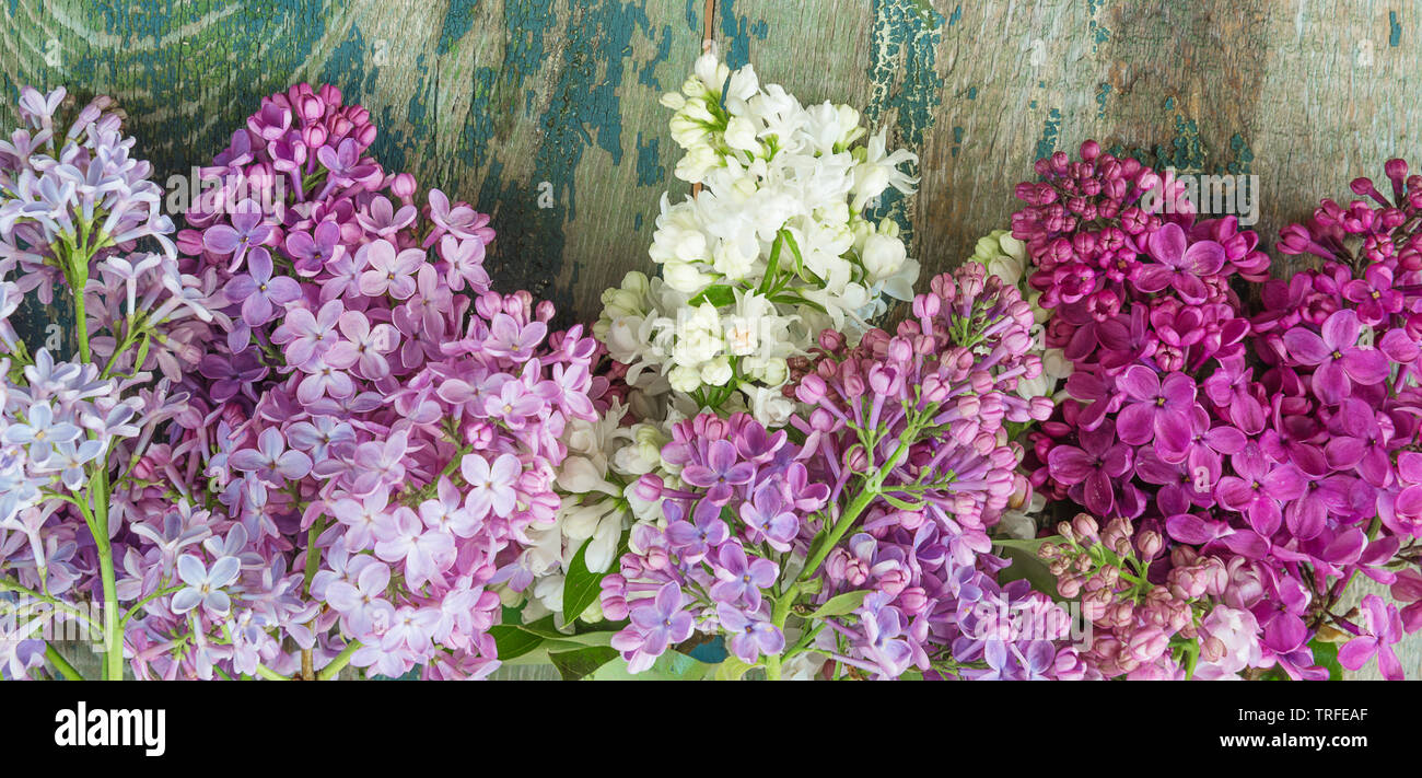 Des bouquets de fleurs lilas multicolore sur un vieux fond de bois Banque D'Images