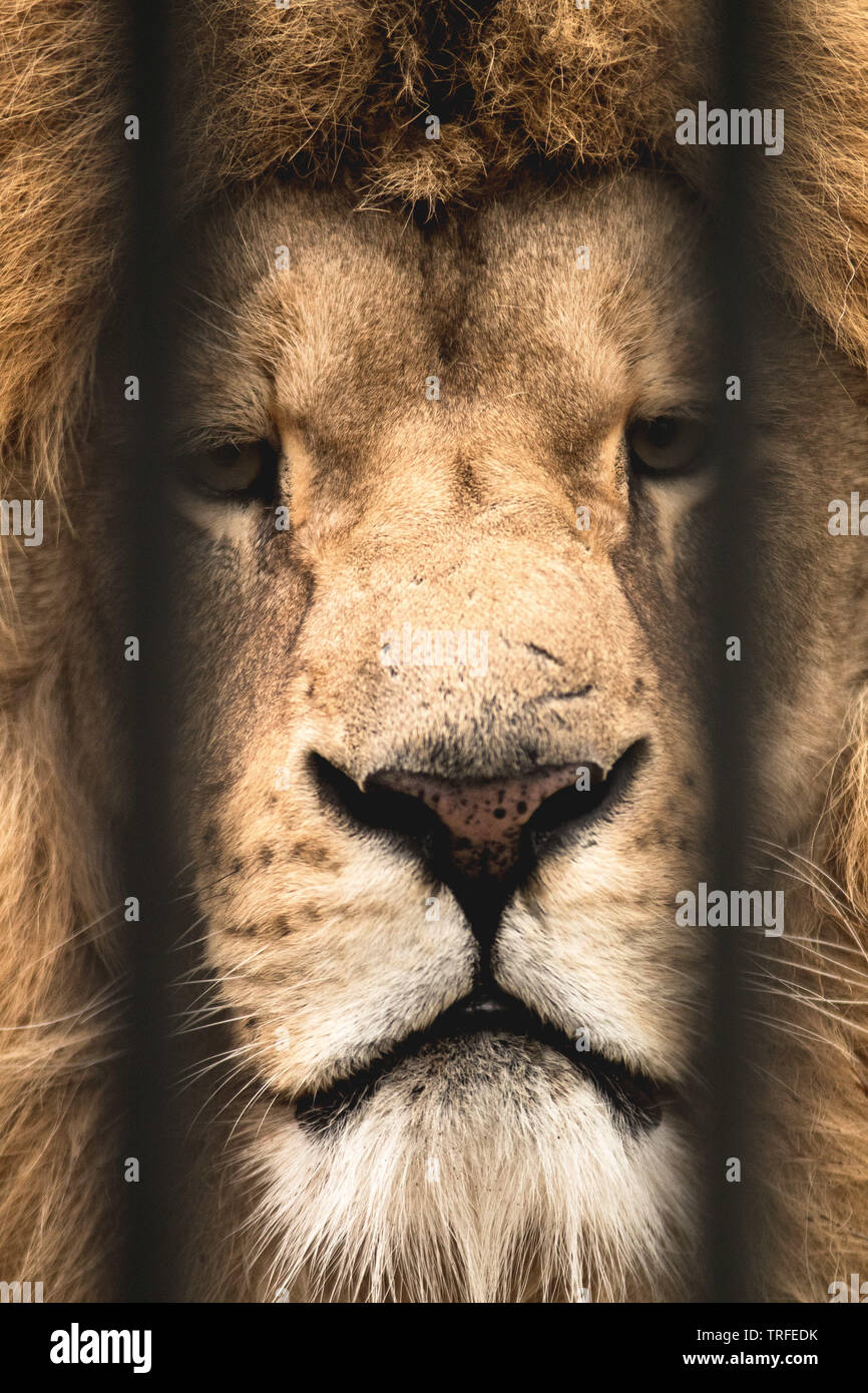 L'African Lion derrière les barreaux Banque D'Images