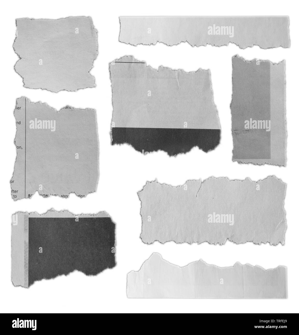 Huit morceaux de papier déchiré sur fond uni Banque D'Images