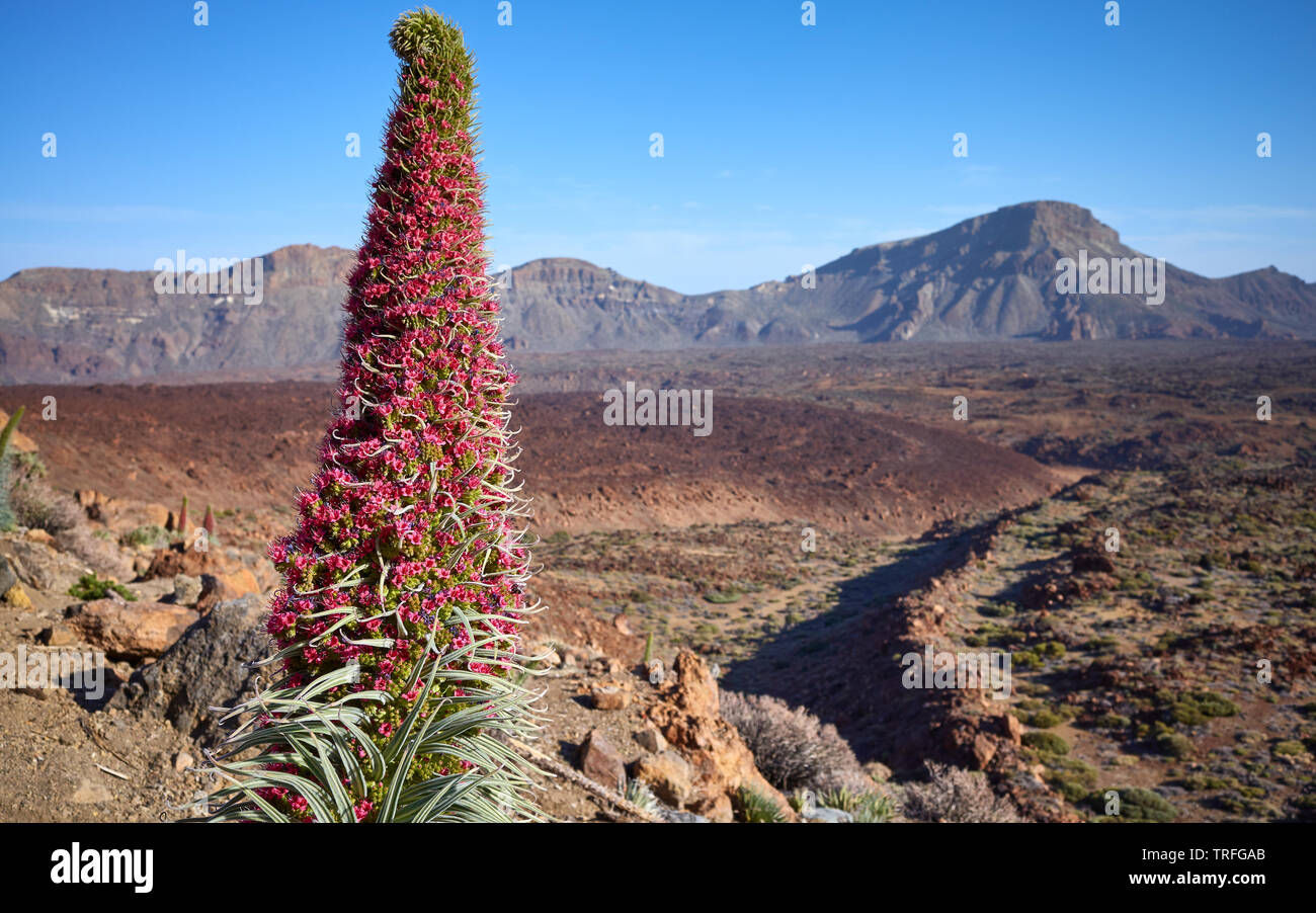 Close up photo du Tour de bijoux (Echium wildpretii) Plante, espèce endémique à l'île de Tenerife, dans le Parc National du Teide, l'Espagne. Banque D'Images