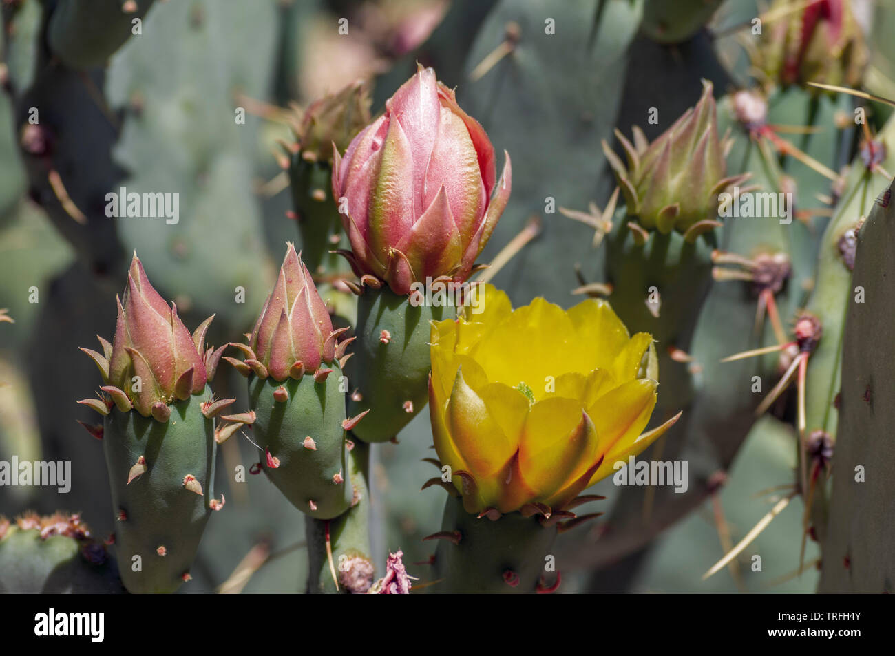Opuntia, cactus en fleur, en fleurs. Banque D'Images