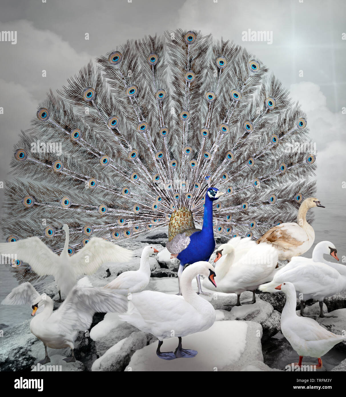 Se démarquer de la foule - le paon bleu Banque D'Images