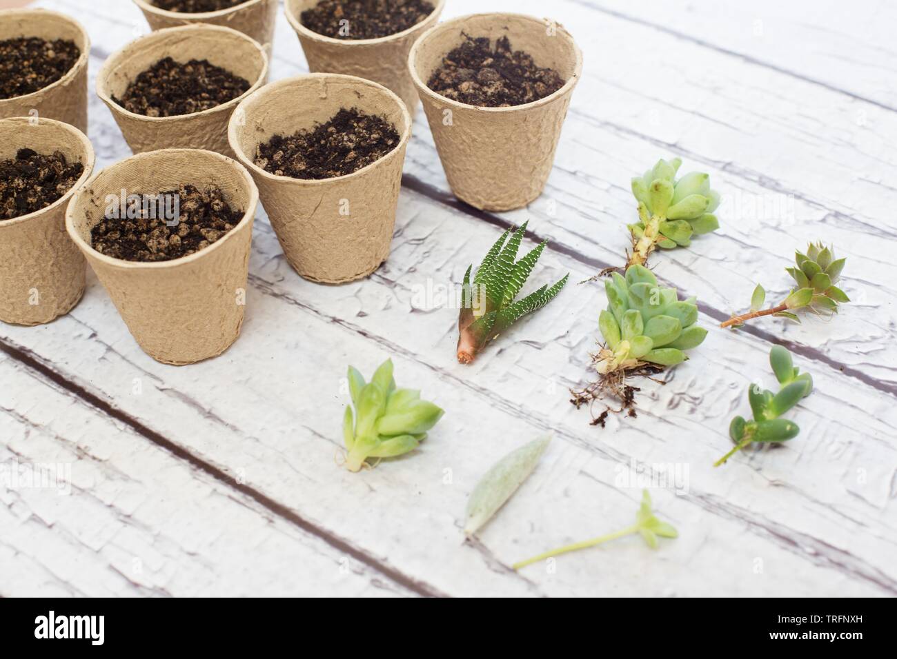 La préparation des boutures de succulentes pour la propagation. Banque D'Images