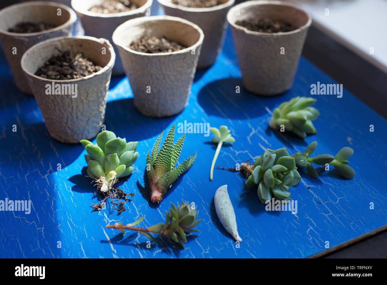 La préparation des boutures de succulentes pour la propagation. Banque D'Images