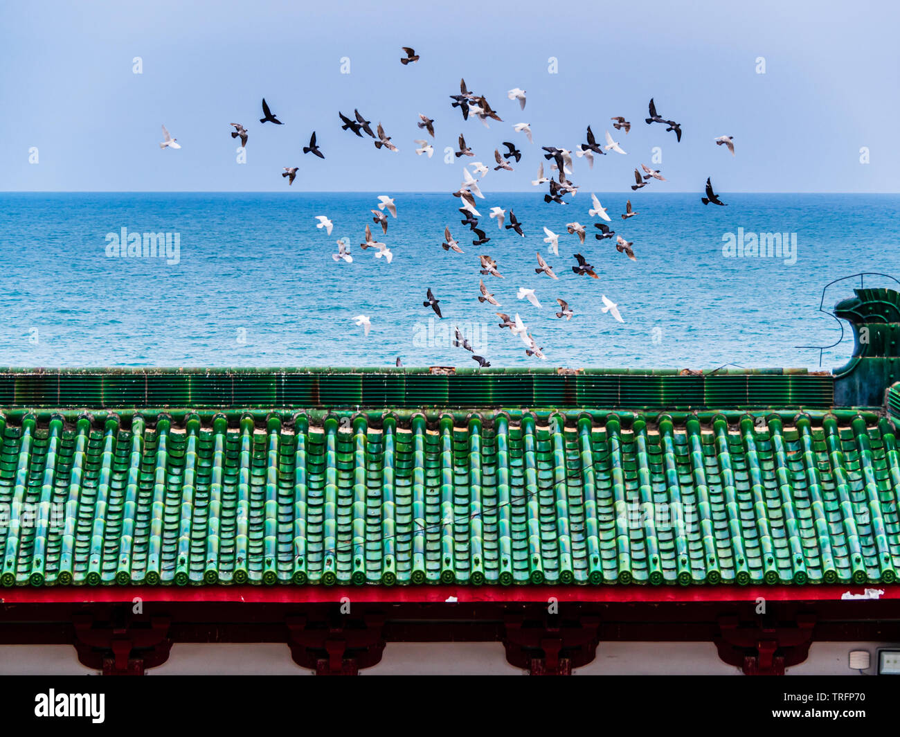 Une volée d'oiseaux en vol au-dessus du toit d'un temple chinois à Hainan, Chine Banque D'Images