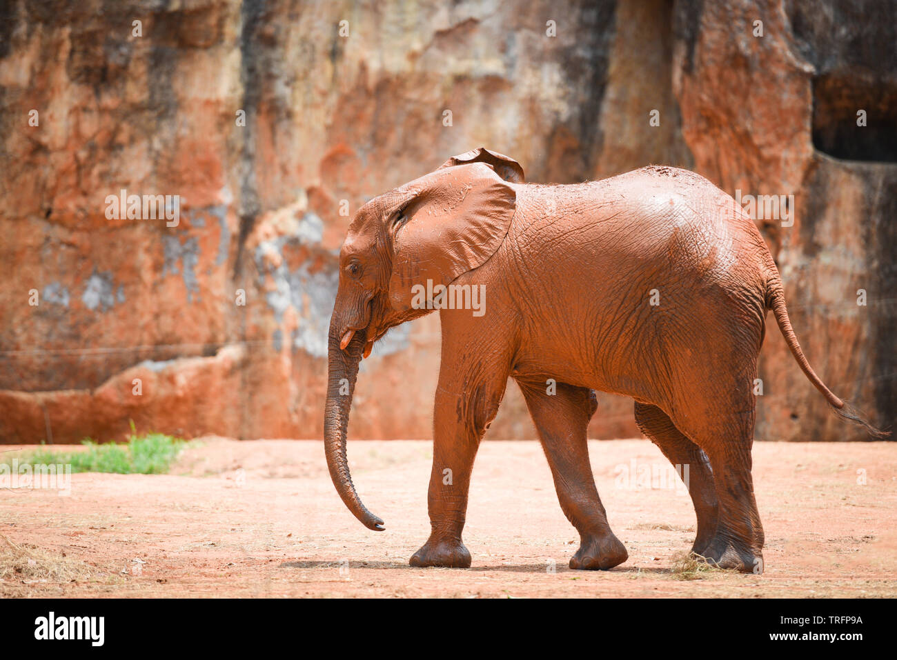 Les jeunes éléphants au parc national de l'éléphant d'Afrique / avec de la boue sur la peau Banque D'Images
