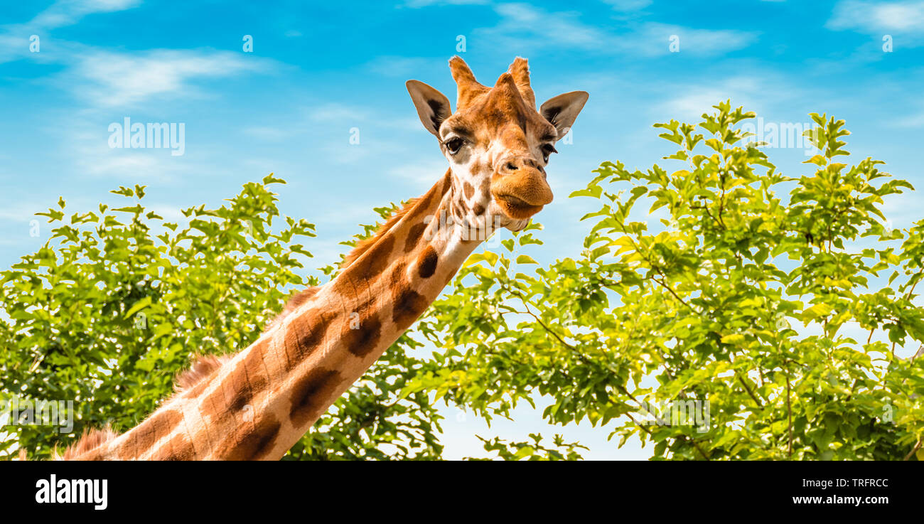 Portrait de girafe dans la nature. Girafe à l'avant, le vert des arbres et ciel bleu en arrière-plan. Bannière de la faune. Banque D'Images