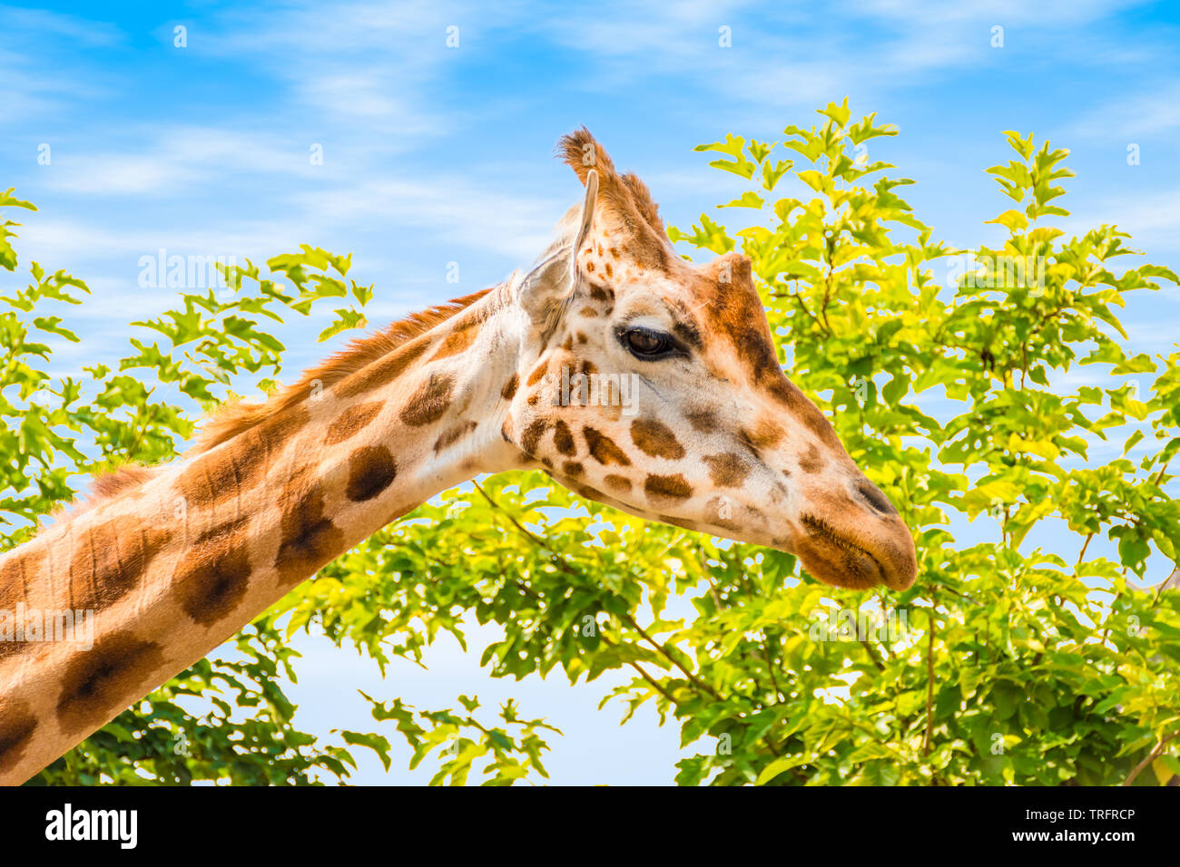 Vue latérale de la tête de girafe. Ciel bleu et arbre arrière-plan. Banque D'Images