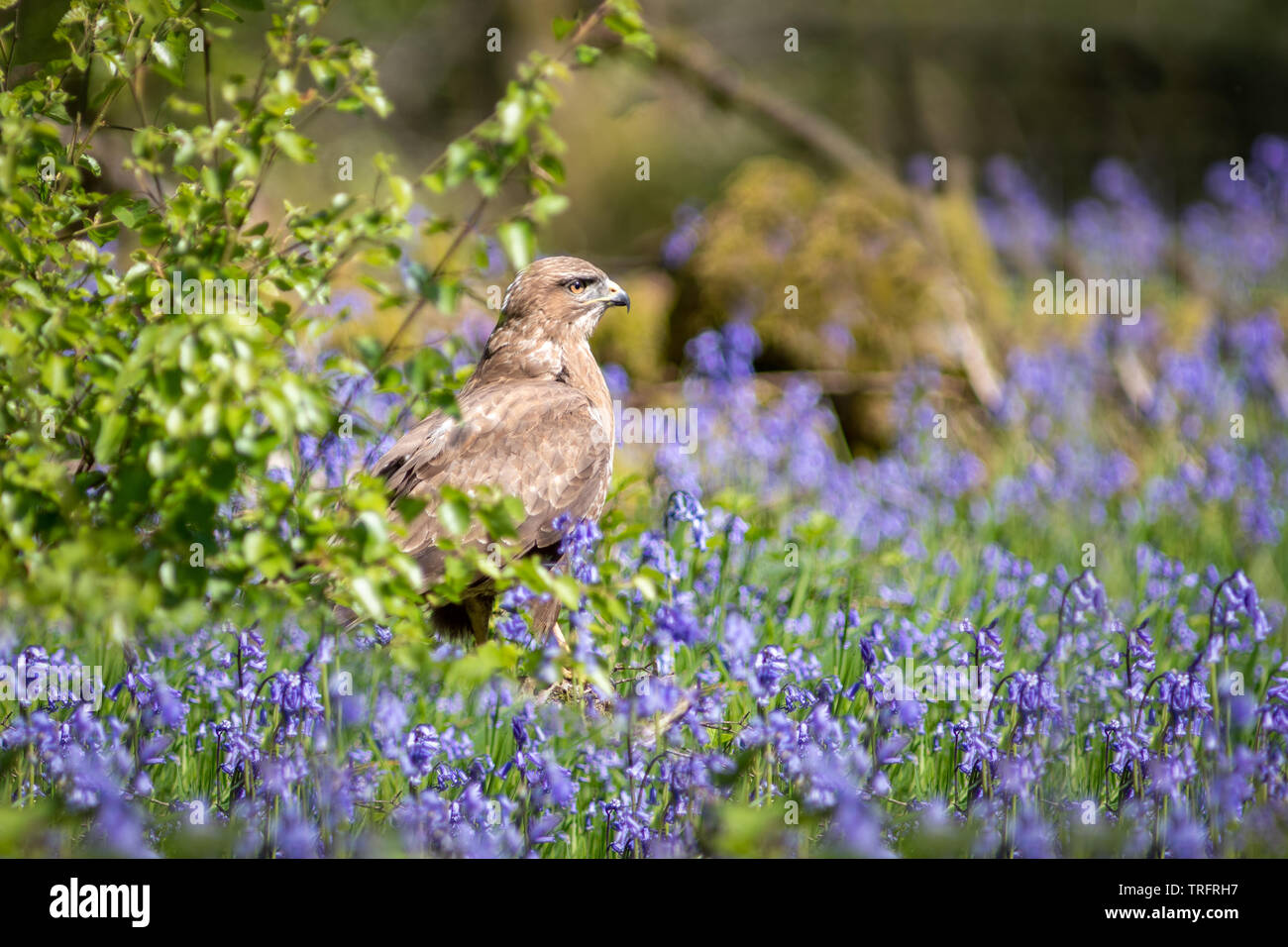 Un portrait mi-longueur à buzzard bluebells après la plongée pour ses proies. Banque D'Images