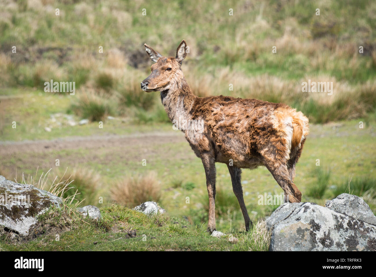 Un portrait complet d'une mue de cerf rouge debout sur l'herbe des terres. Le chevreuil est orienté vers la gauche en l'espace de copie Banque D'Images