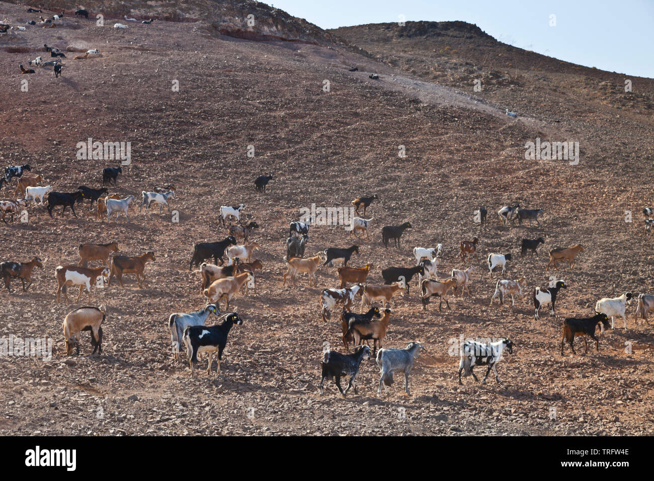 Cabra majorera. Lezque Pueblo. L'île de Fuerteventura. Provincia de Las Palmas. Islas Canarias. España Banque D'Images