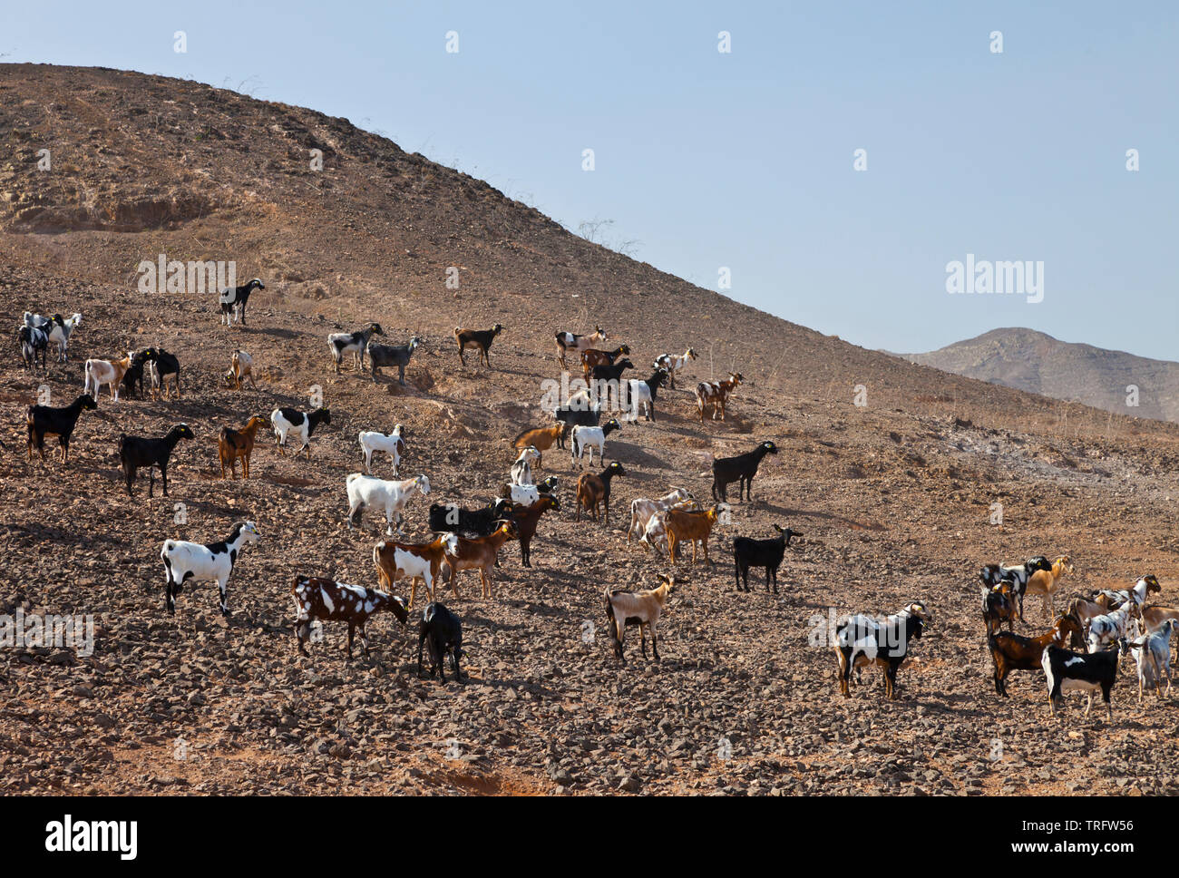 Cabra majorera. Lezque Pueblo. L'île de Fuerteventura. Provincia de Las Palmas. Islas Canarias. España Banque D'Images