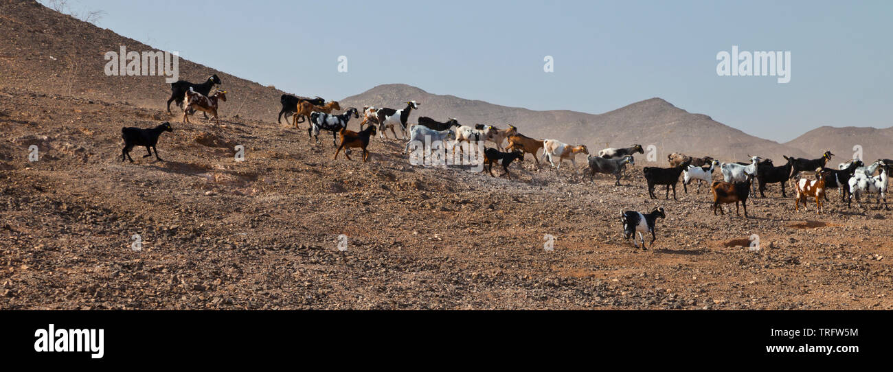 Cabra majorera. Lezque Pueblo. L'île de Fuerteventura. Provincia de Las Palmas. Islas Canarias. España Banque D'Images