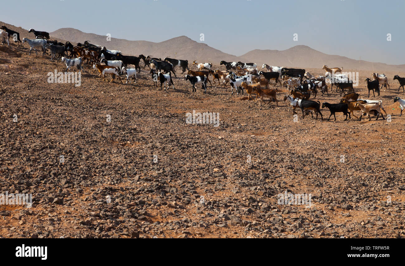 Cabra majorera. Lezque Pueblo. L'île de Fuerteventura. Provincia de Las Palmas. Islas Canarias. España Banque D'Images