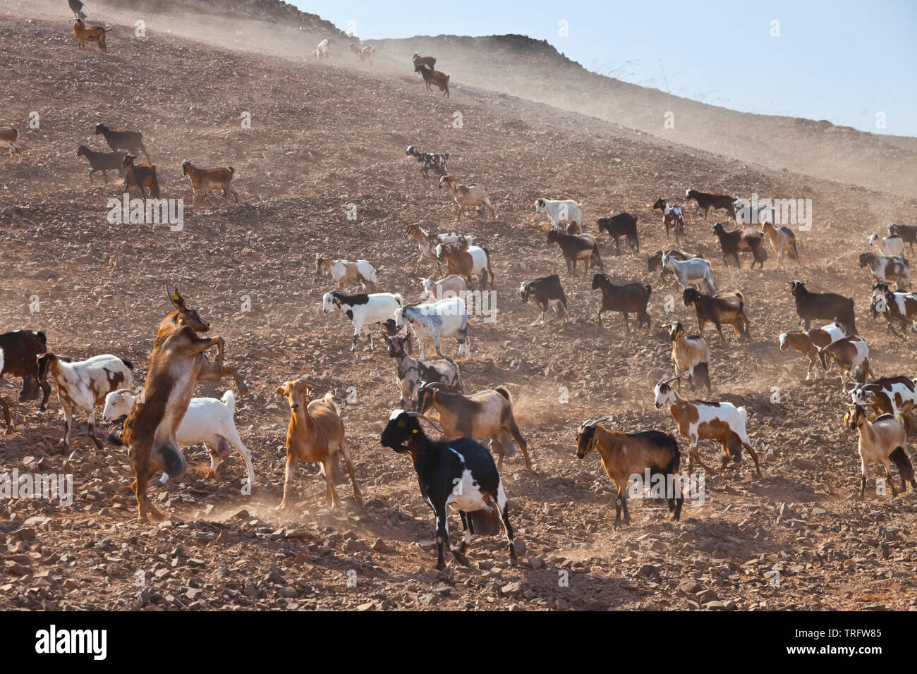 Cabra majorera. Lezque Pueblo. L'île de Fuerteventura. Provincia de Las Palmas. Islas Canarias. España Banque D'Images