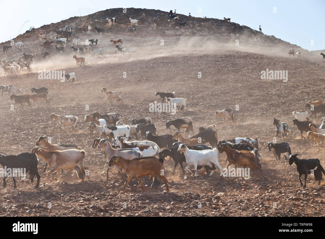 Cabra majorera. Lezque Pueblo. L'île de Fuerteventura. Provincia de Las Palmas. Islas Canarias. España Banque D'Images