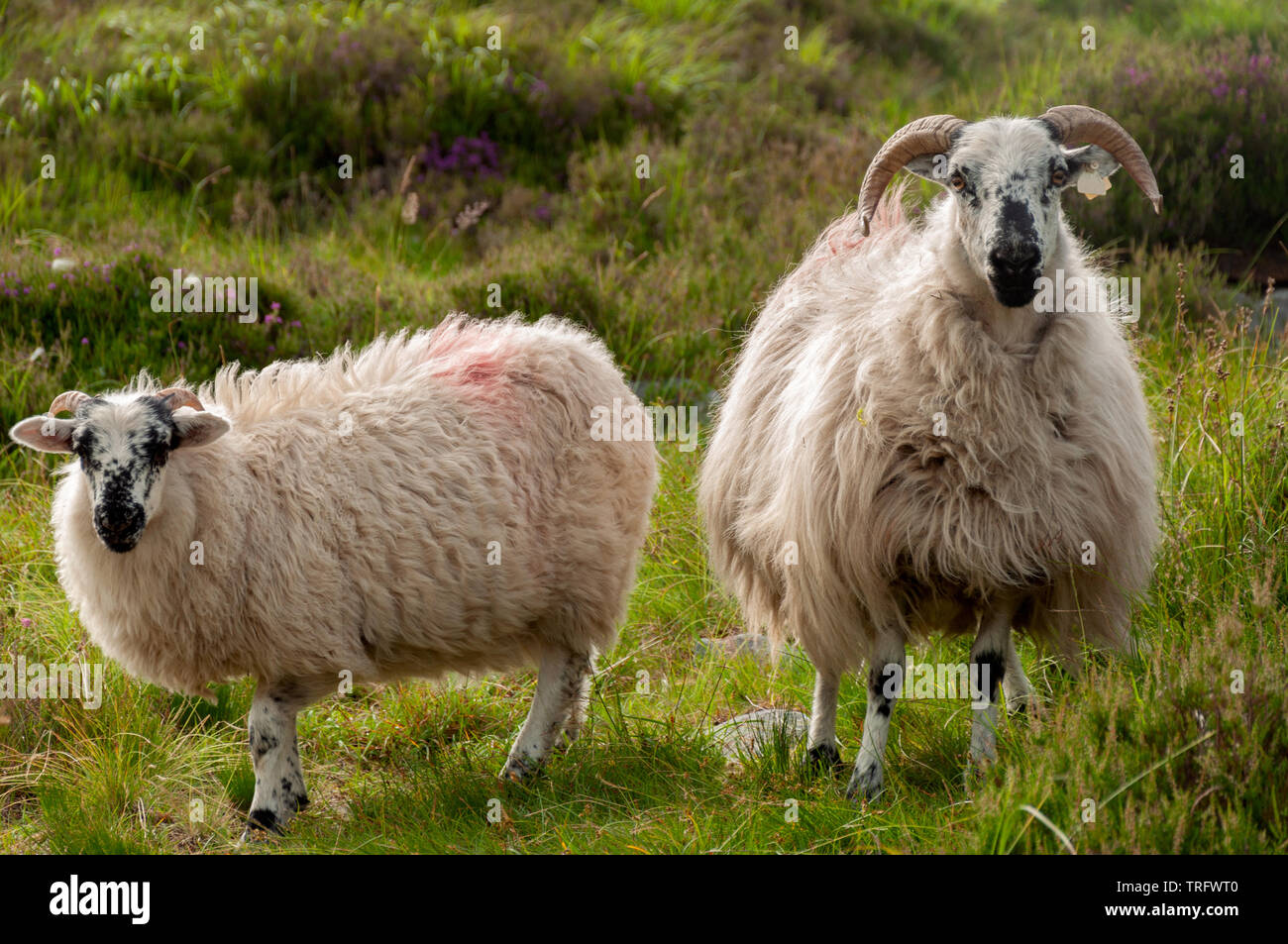 Brebis Irlande deux brebis irlandais à face noire avec une longue laine polaire paître sur une prairie verte luxuriante. Banque D'Images