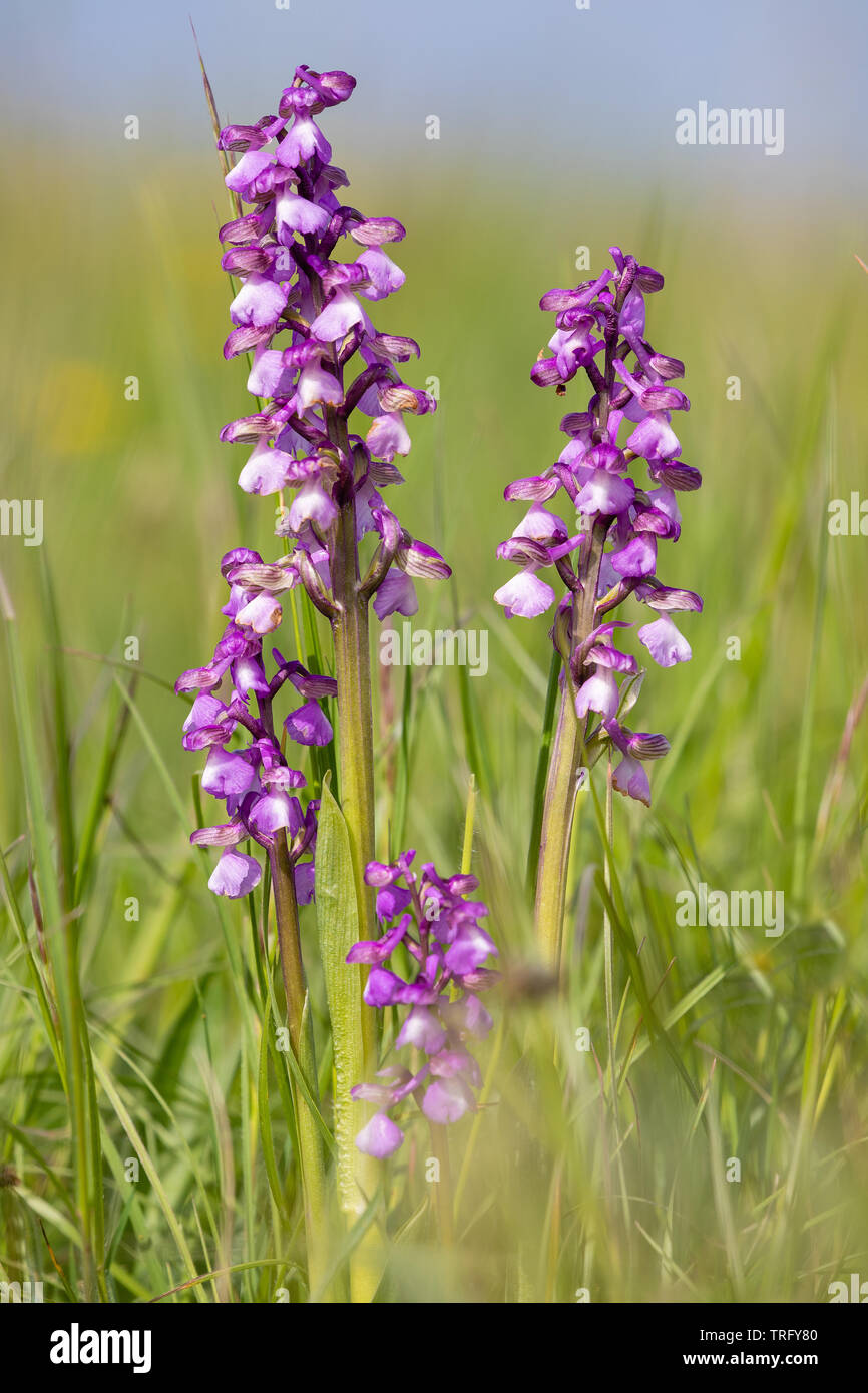 Green winged orchid Orchis morio sur le golf d'Ashton Court près de Bristol Somerset UK au début du printemps Banque D'Images