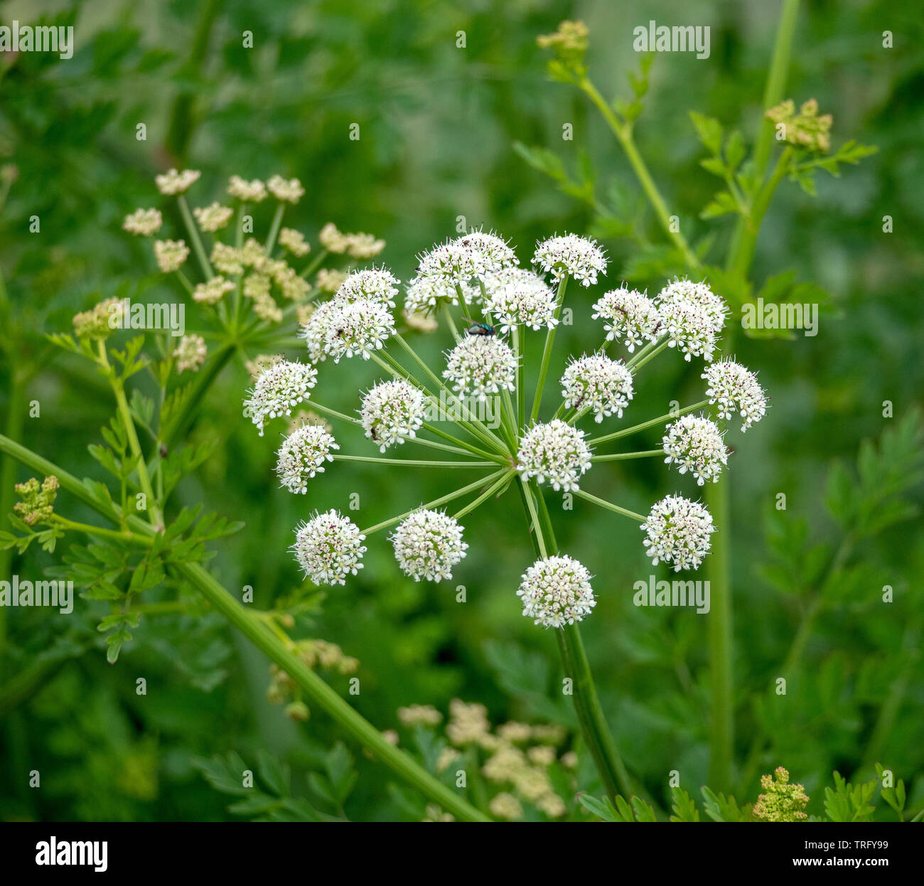 Villeuse globulaire ombelles de pruche de l'Oenanthe crocata filipendule vulgaire de l'eau de plus en plus les marges d'un étang dans le Somerset UK Banque D'Images