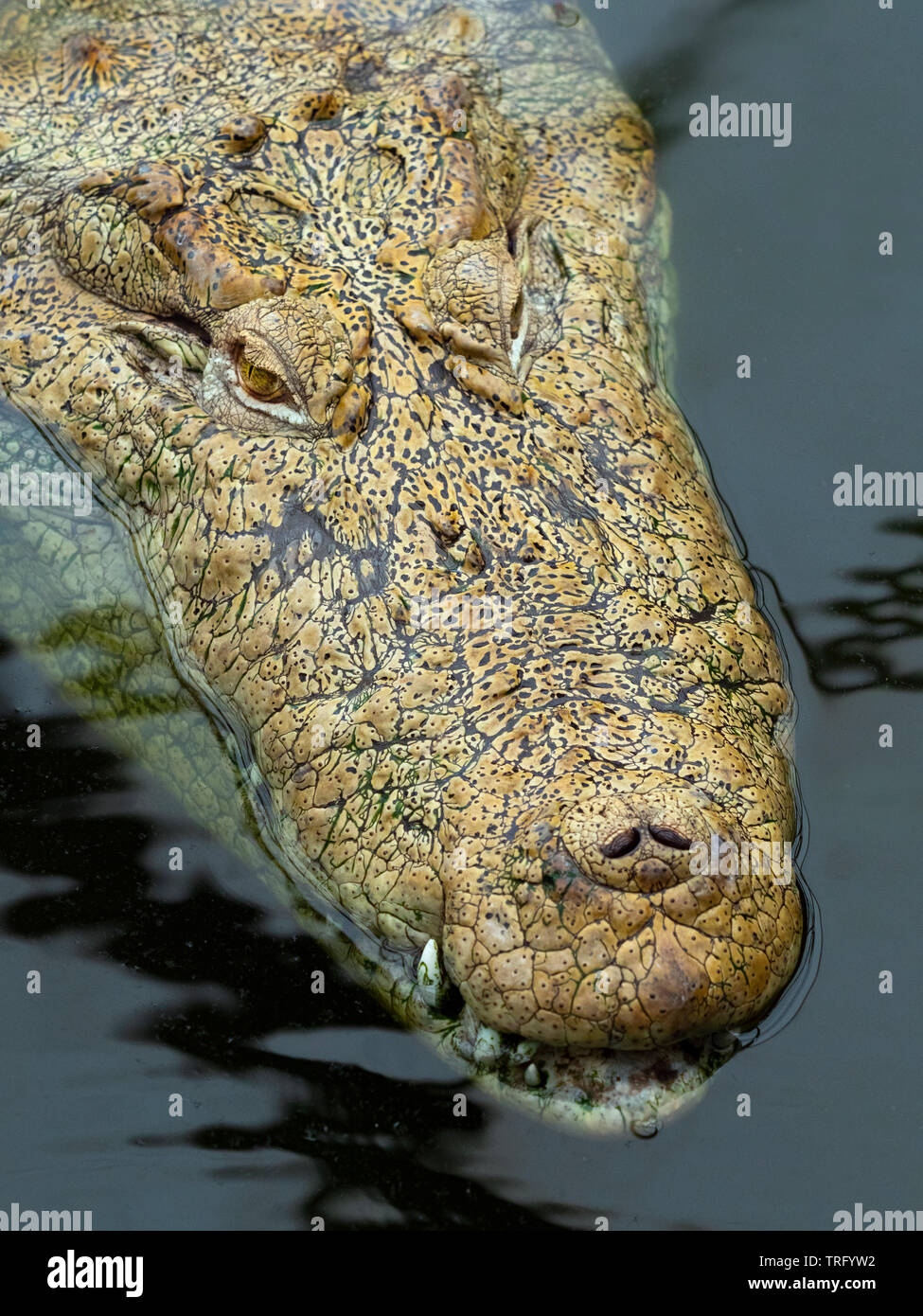 Crocodile Crocodylus palustris Marsh Banque D'Images