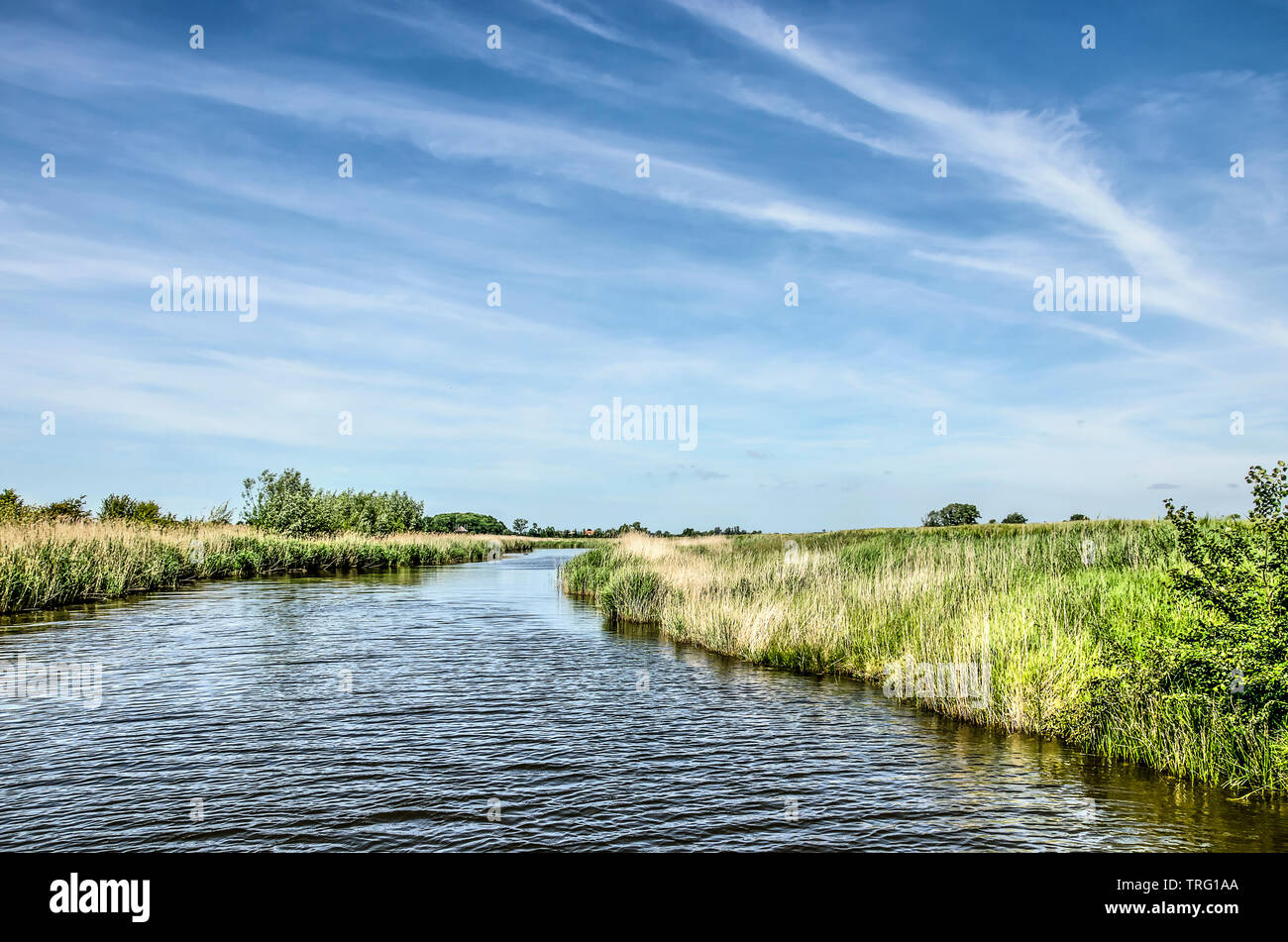Vue le long Veersche Watergang creek sur l'île de Walcheren, Pays-Bas, bordée de roseaux, l'herbe et autre végétation sous un ciel bleu avec ci Banque D'Images