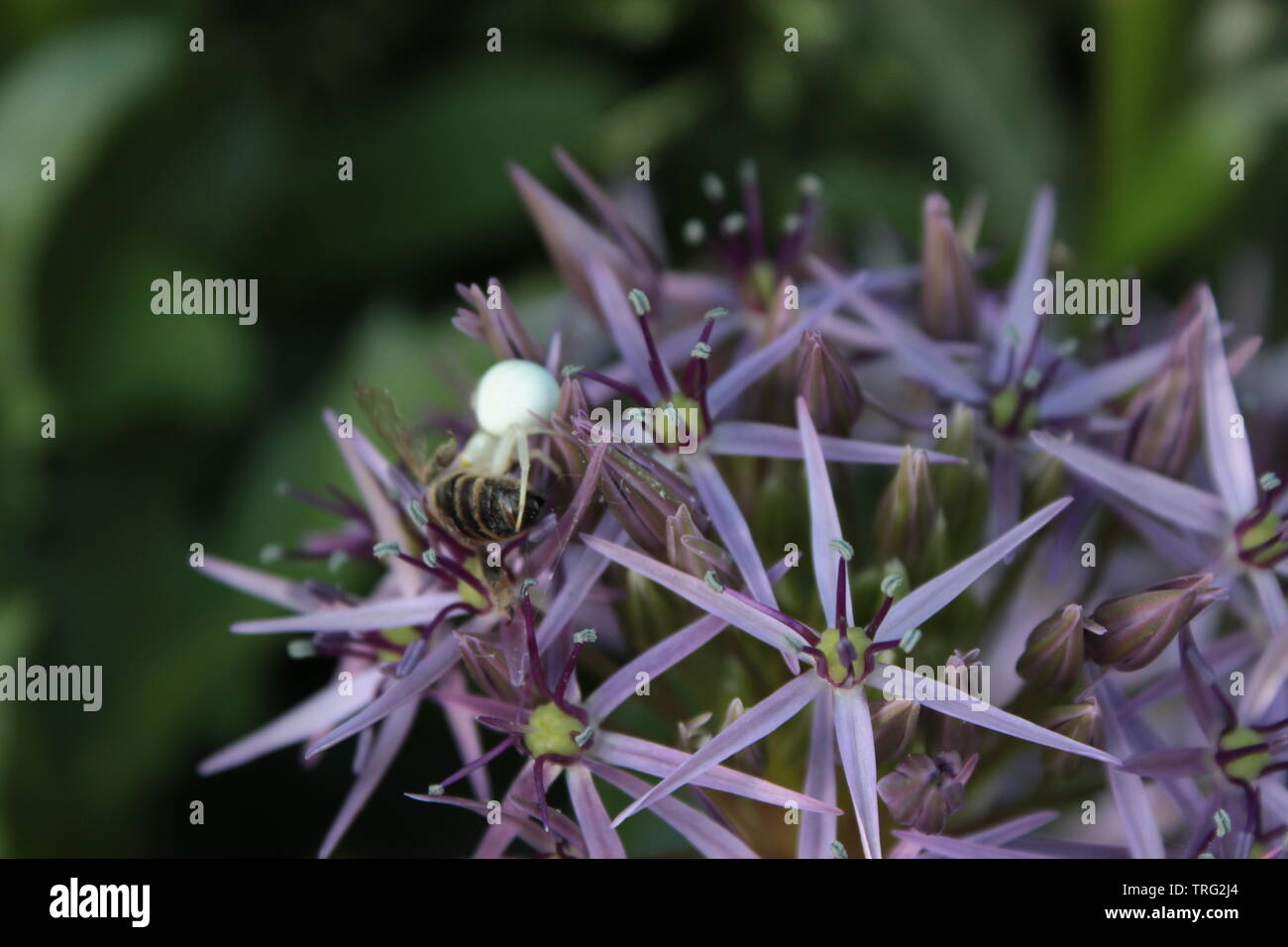 Spider blanc manger une abeille sur une araignée violet - libre de la nature en action sur un Allium cristophii Banque D'Images