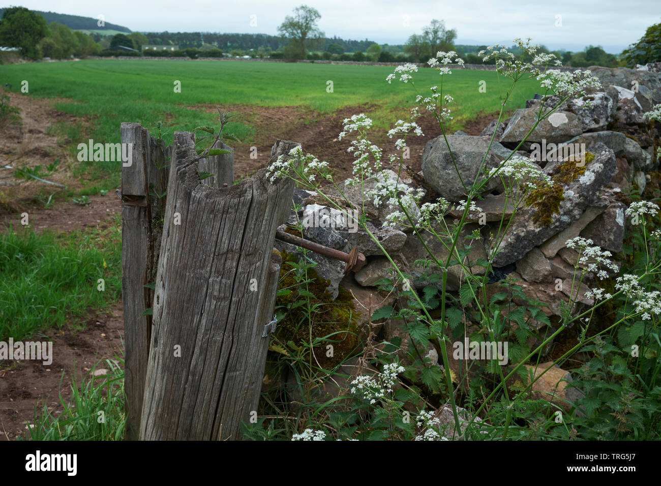 Rotting gate poster avec vis de rouille, orties, cow parsley et muret de pierres sèches à Melkinthorpe, Penrith, Cumbria. 31/05/19 Banque D'Images