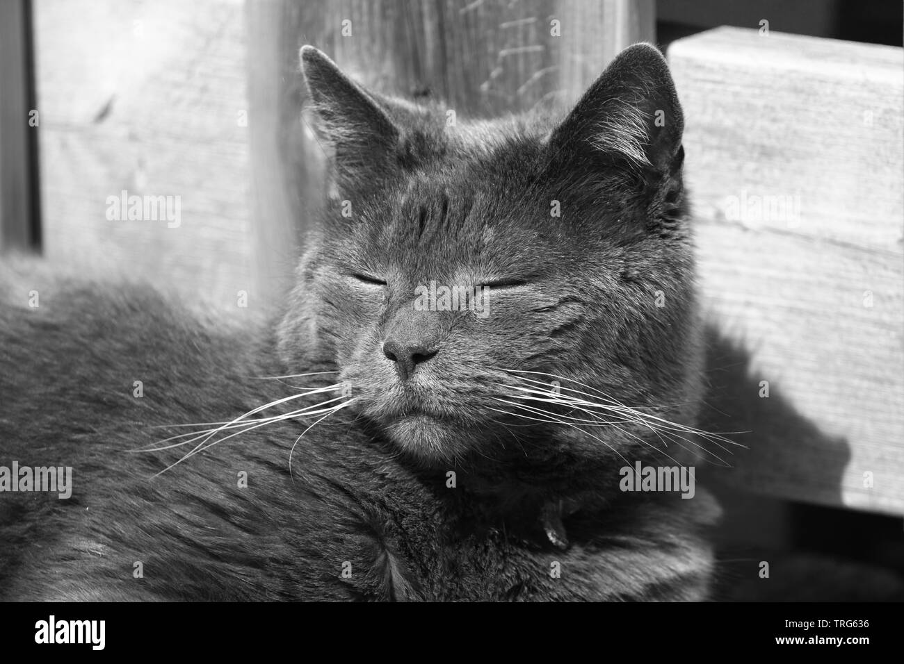 Portrait de chat domestique aux beaux jours. Image en noir et blanc. Banque D'Images
