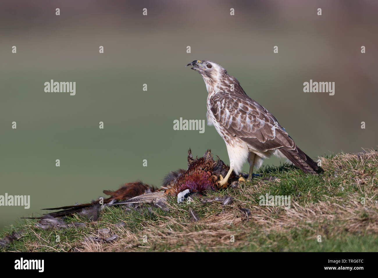 Buse variable (Buteo buteo) nourrir et protéger proie Banque D'Images