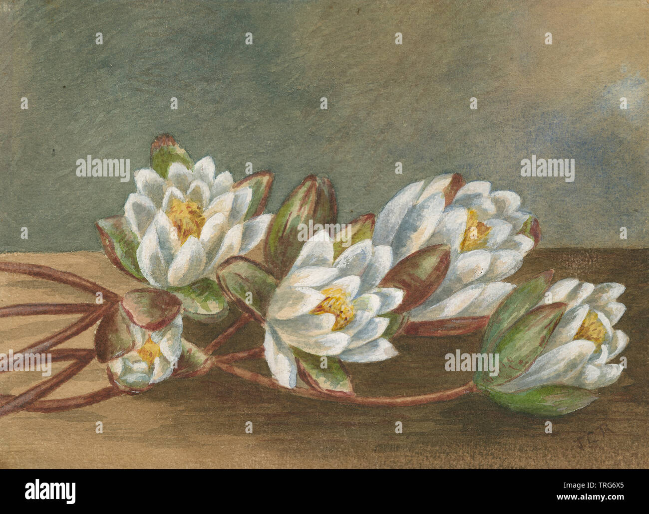 C1890 aquarelle antique de water lily (famille Nymphaeaceae fleurs et feuilles). SOURCE : TABLEAU ORIGINAL Banque D'Images