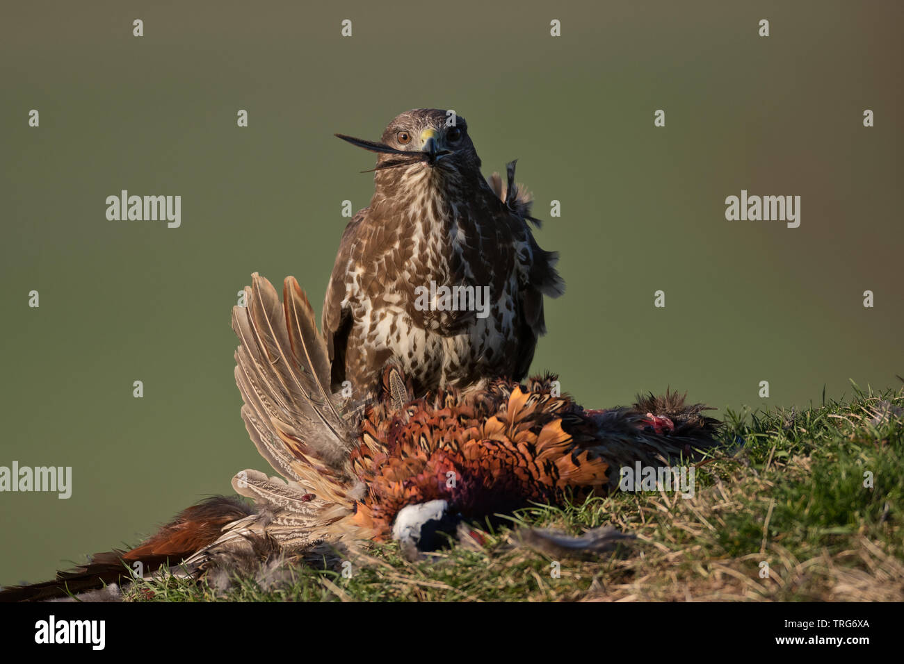 Buse variable (Buteo buteo) avec alimentation en plumes bec Banque D'Images