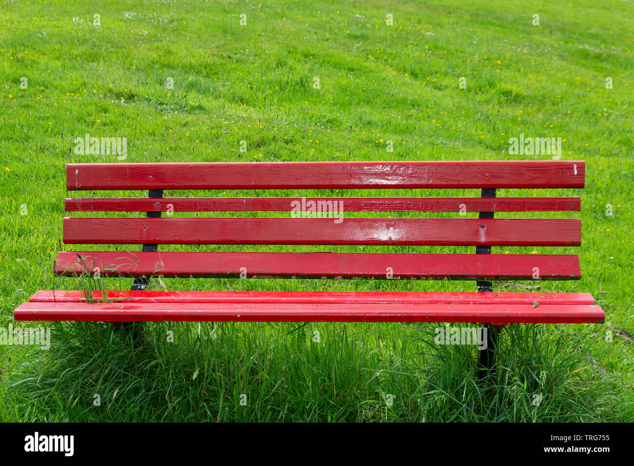 Banc de parc rouge vif contre fond d'herbe verte, Cahersiveen, comté de Kerry, Irlande Banque D'Images