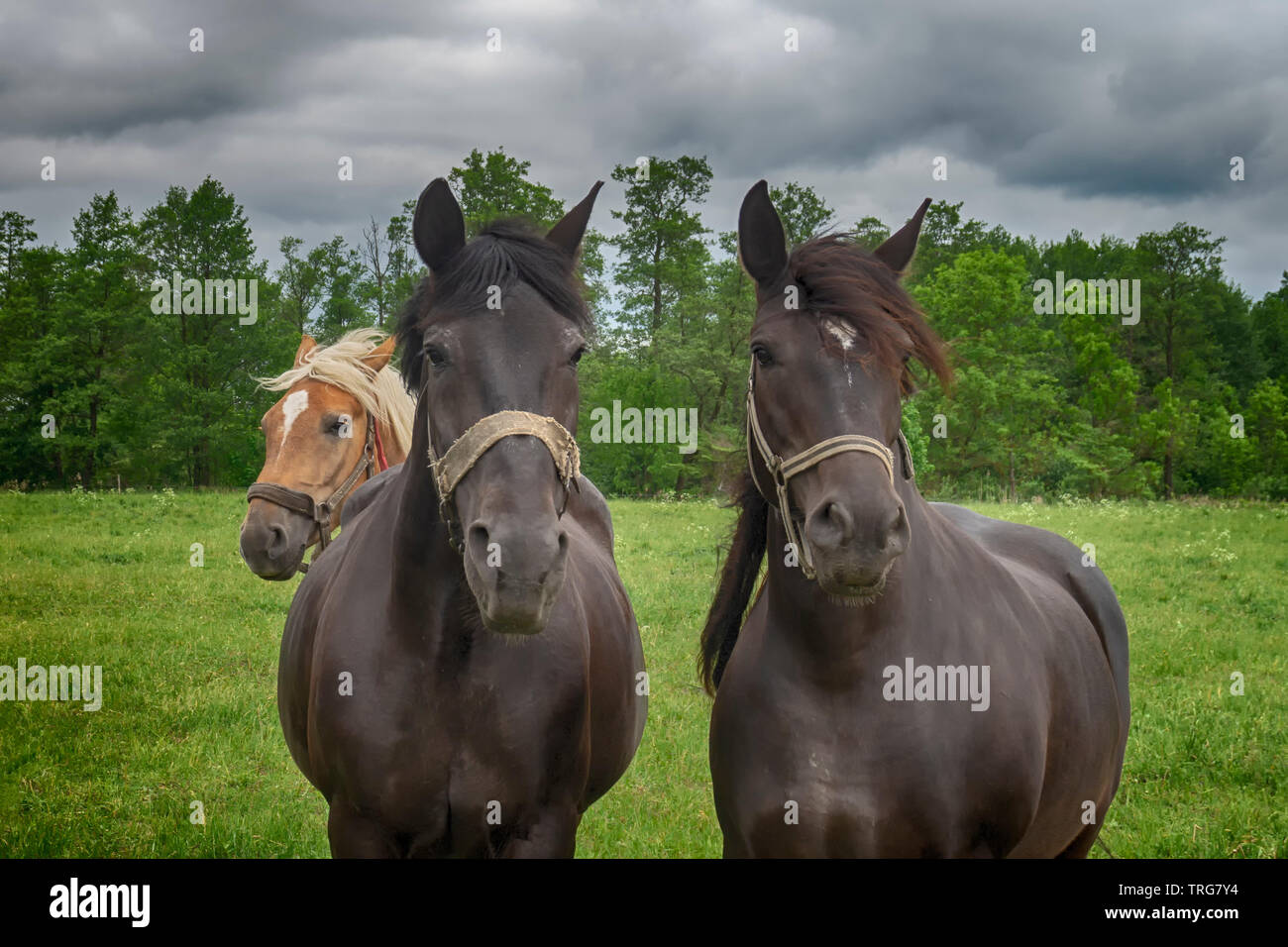 Deux chevaux marron avec dos-nu debout dans une prairie au printemps dans un close up head shot Banque D'Images