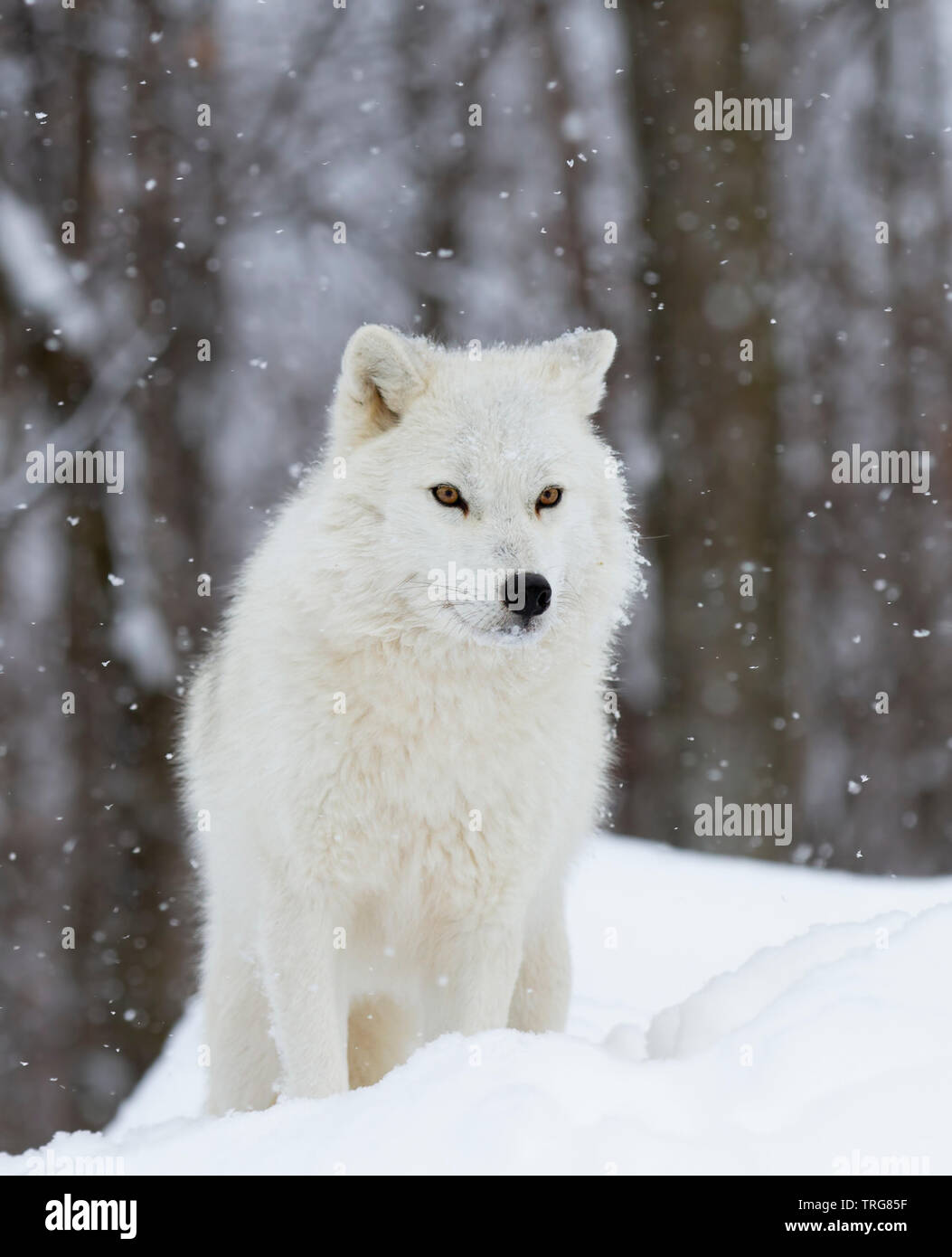 Loup arctique chasse dans la neige qui tombe sur une froide journée d'hiver au Canada Banque D'Images