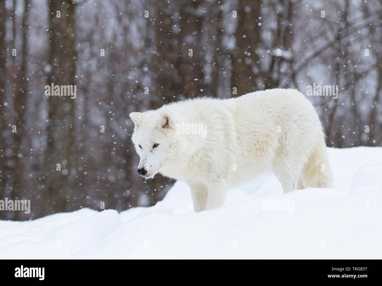 Loup arctique chasse dans la neige qui tombe sur une froide journée d'hiver au Canada Banque D'Images
