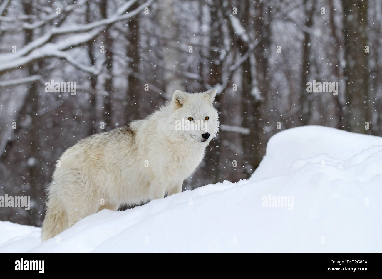 Loup arctique chasse dans la neige qui tombe sur une froide journée d'hiver au Canada Banque D'Images