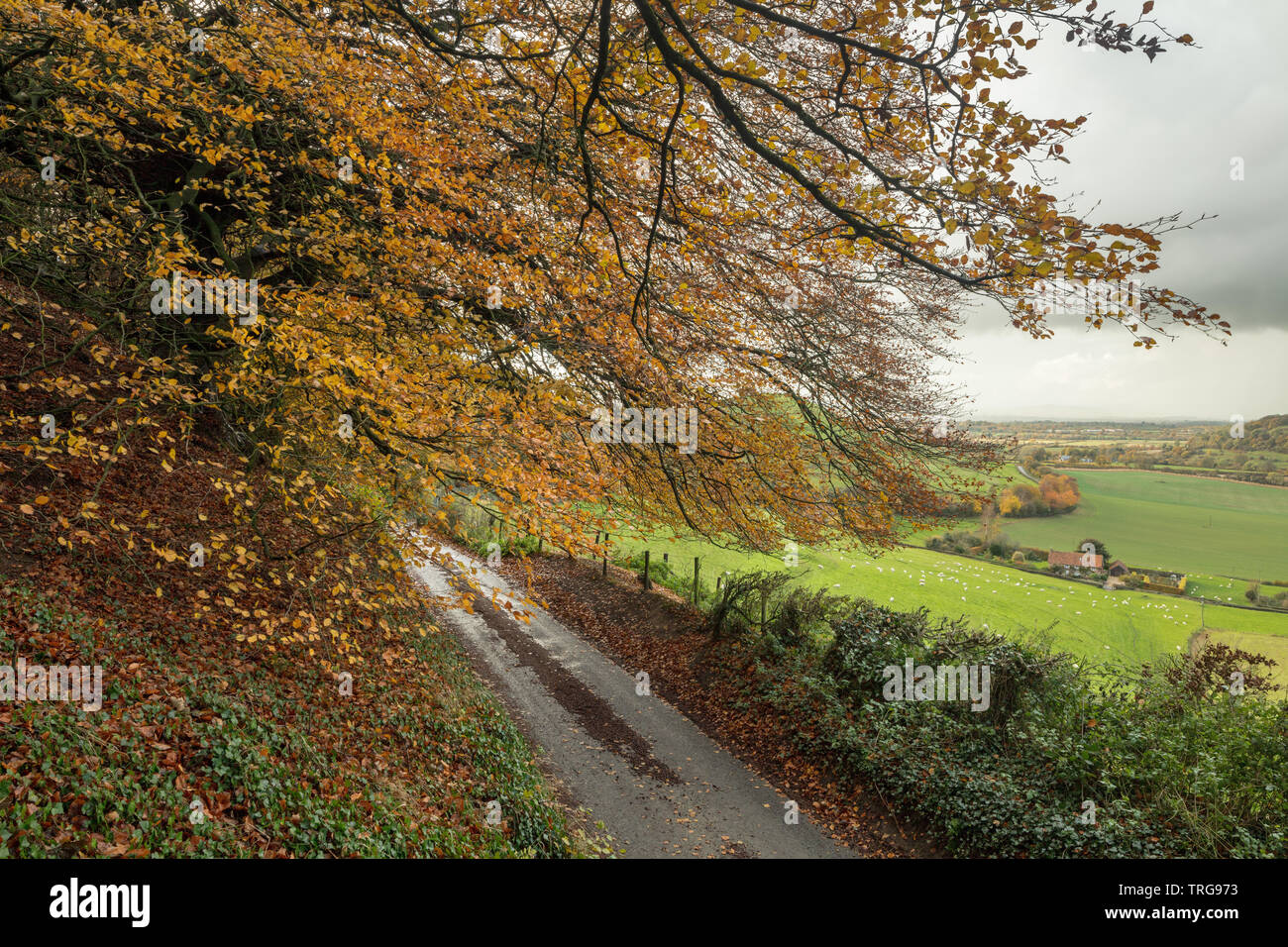 Couleurs d'automne le long de la route, la colline de Corton, Somerset, England, UK Banque D'Images