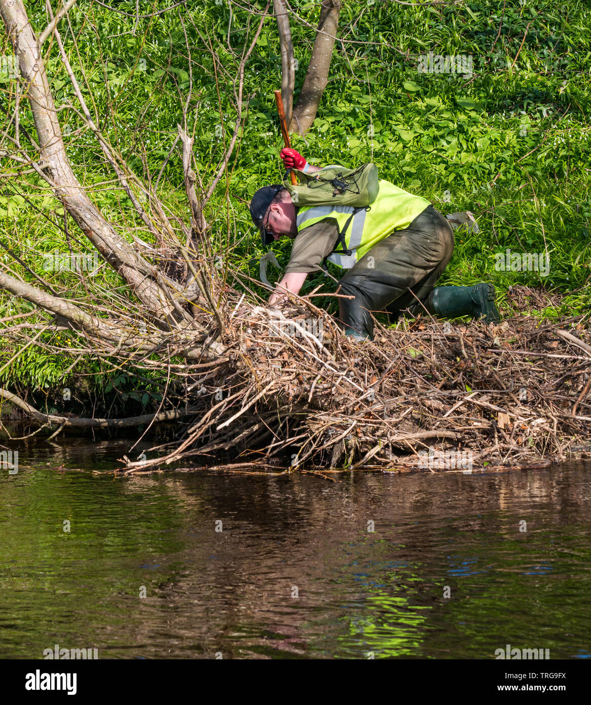 Bénévolat pour nettoyage de printemps annuel sur l'eau de banque de Leith, Édimbourg, Écosse, Royaume-Uni. Un homme en waders efface litière de la rive Banque D'Images