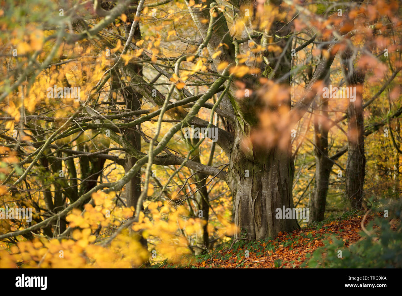 Couleurs d'automne dans les bois près de Sandford Holway Orcas, Dorset, England, UK Banque D'Images