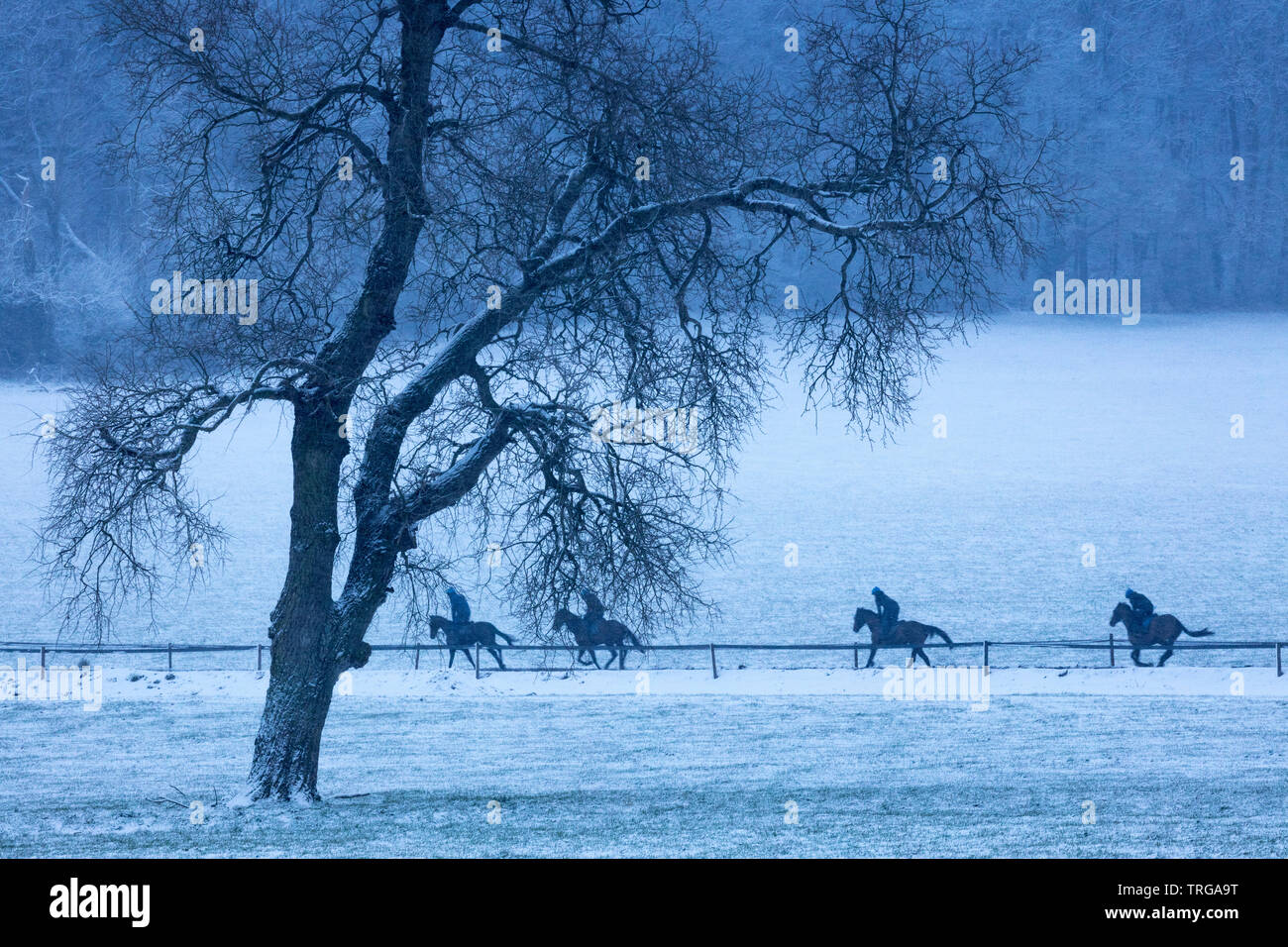 Chevaux de course dans la neige, ferme, Venn Milborne Port, Somerset, England, UK Banque D'Images