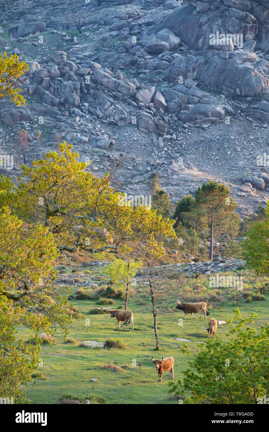 Le bétail et les arbres attraper le dernier jour sur les pentes de lamas, le parc national de Peneda-Gerês, Braga, Portugal Banque D'Images