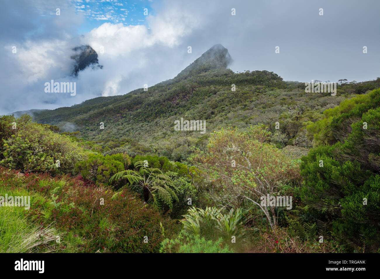 Le Col de boeuf, l'île de la Réunion, France Banque D'Images