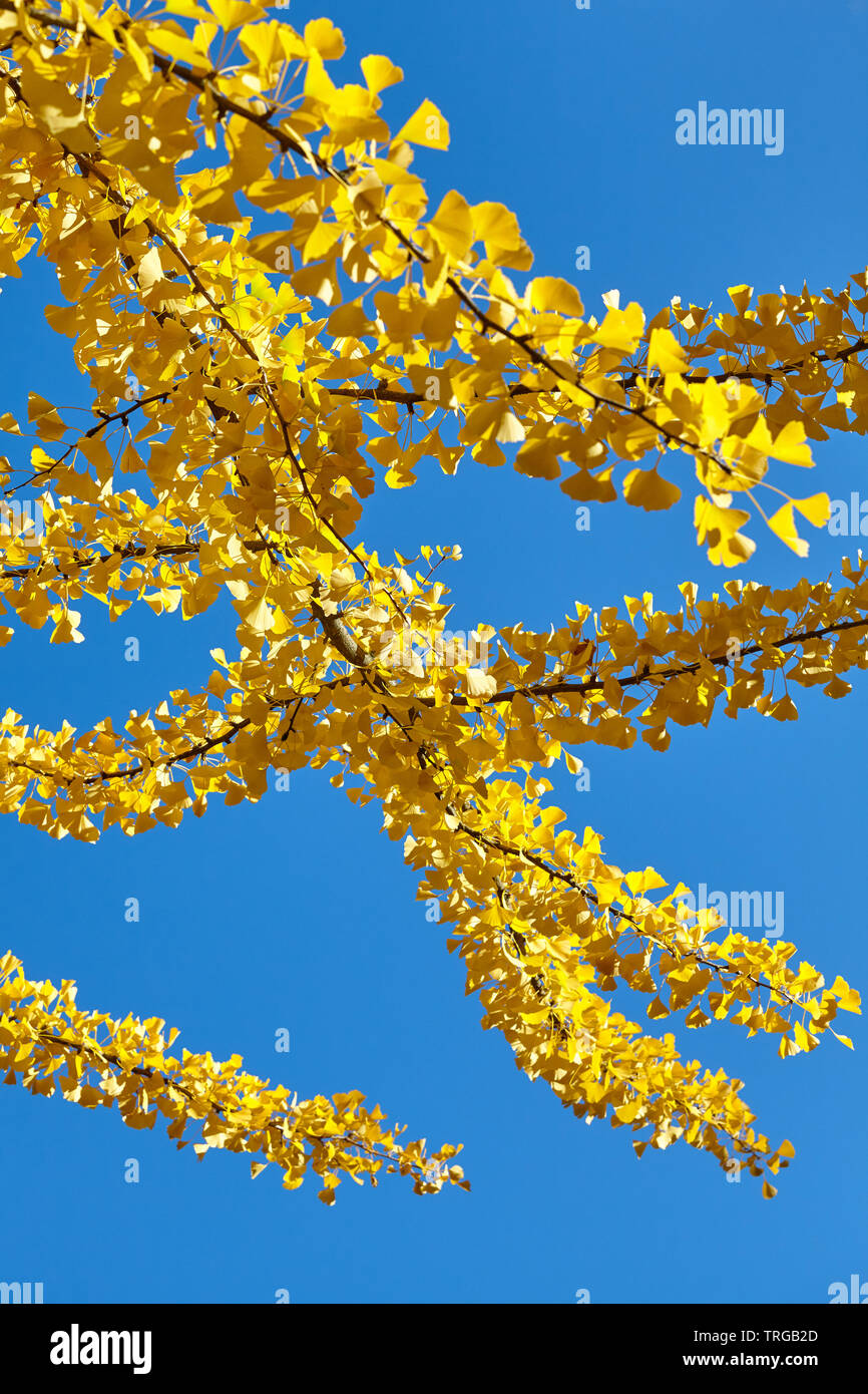 La direction générale de Ginkgo biloba jaune contre le ciel bleu, selective focus. Banque D'Images