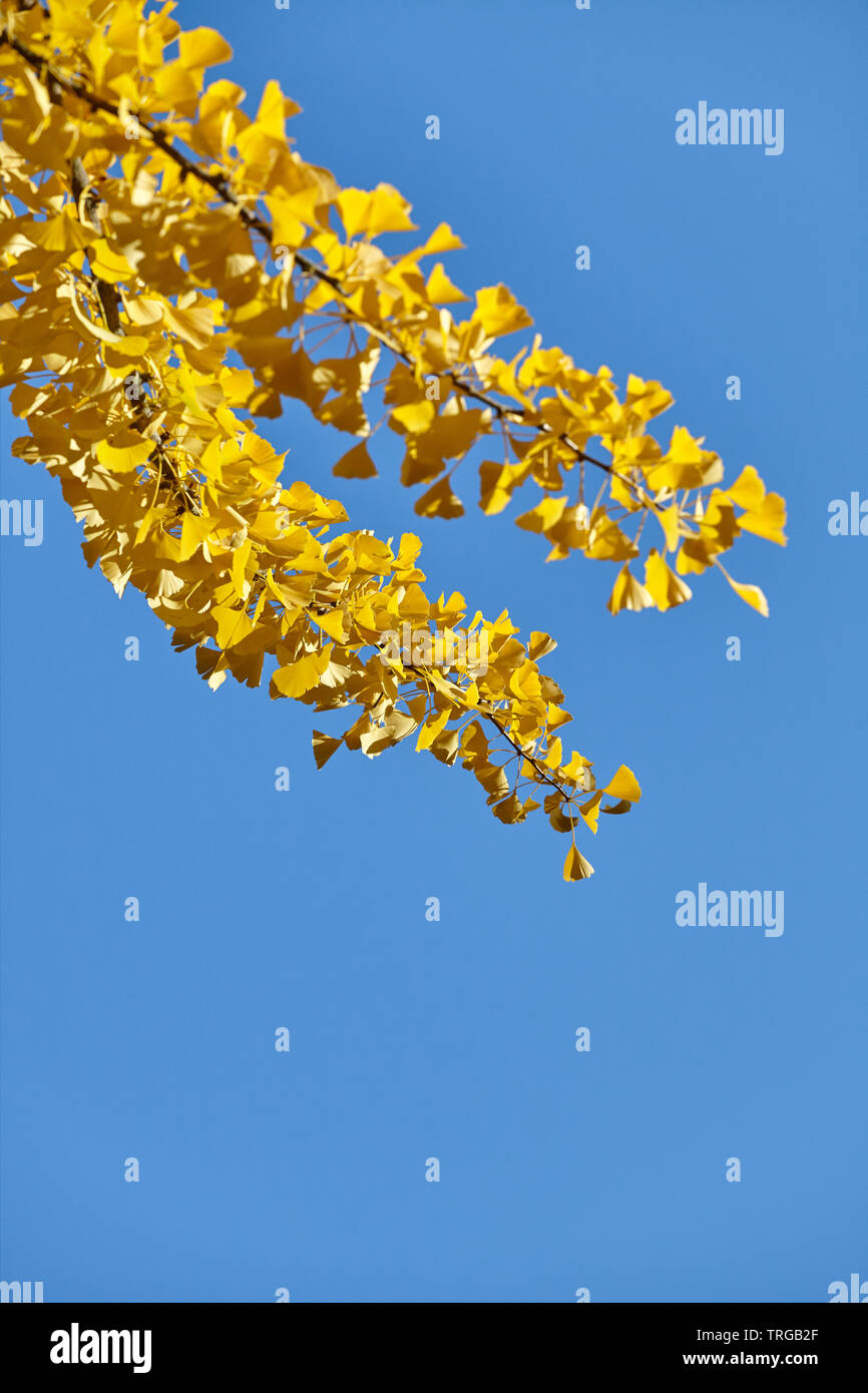 La direction générale de Ginkgo biloba jaune contre le ciel bleu, selective focus. Banque D'Images