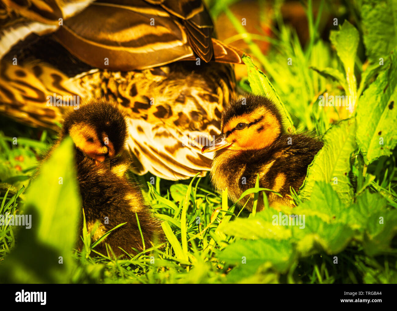 Mère et appréciant les poussins de Canards colverts (Anas platyrhynchos soleil du printemps) Banque D'Images