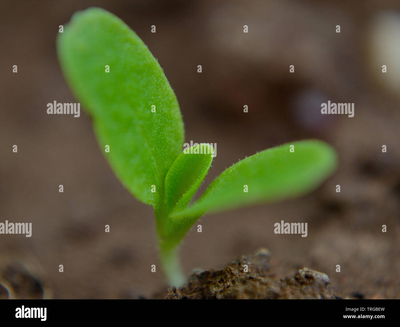 Les jeunes plantes de laitue close up Banque D'Images