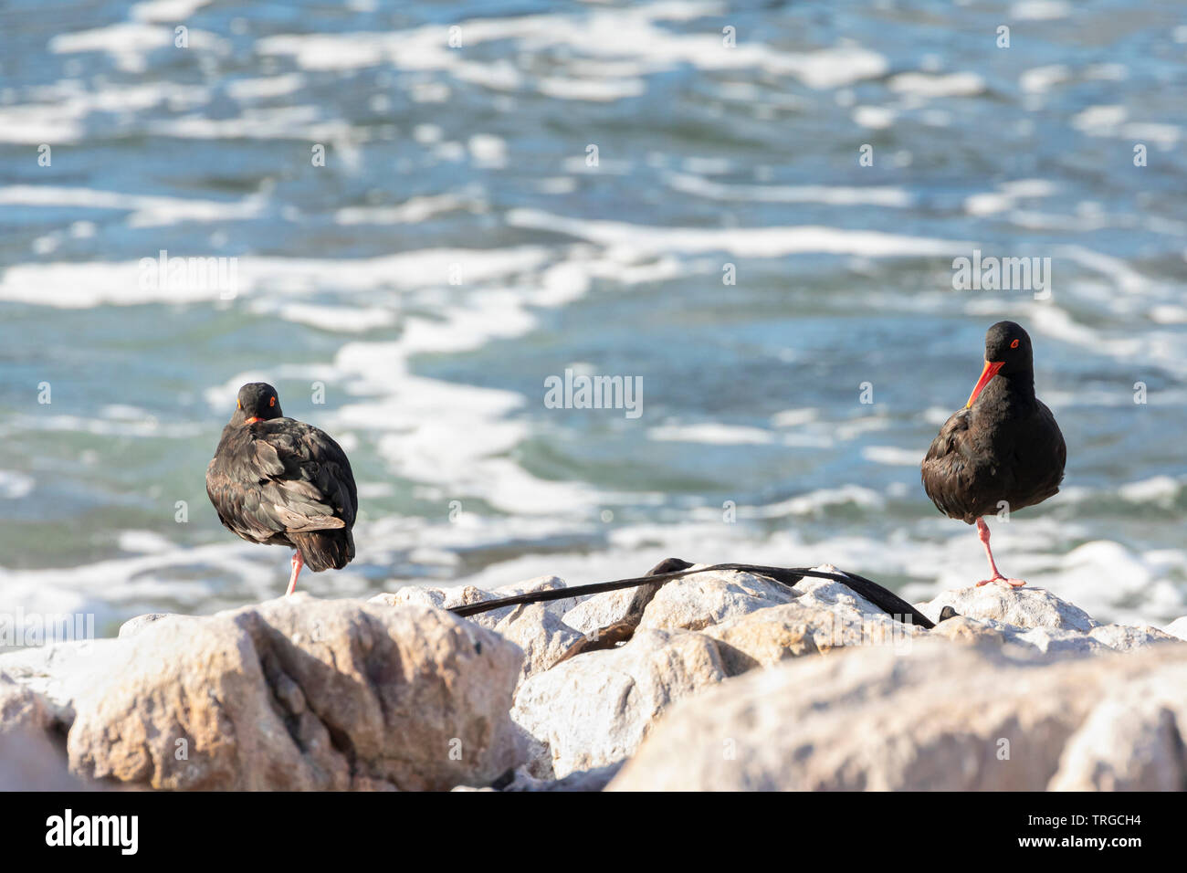 Paire de noir de l'Afrique de l'Oystercathchers (Haematopus moquini) sur les roches à Betty's Bay, Western Cape Afrique du Sud. Près d'espèces d'oiseaux menacées. Banque D'Images