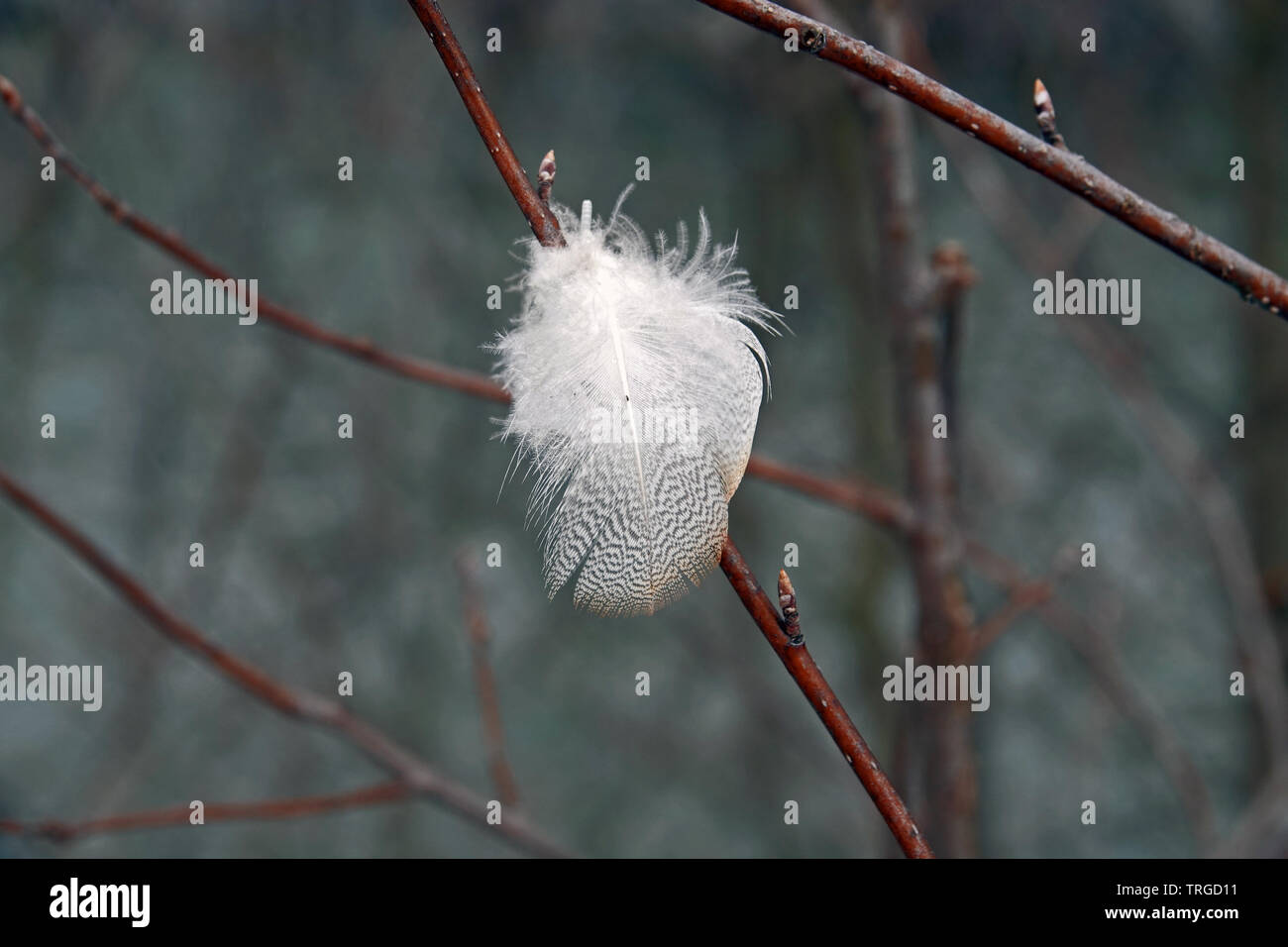 Une belle plume blanche accroché dans une brindille Banque D'Images