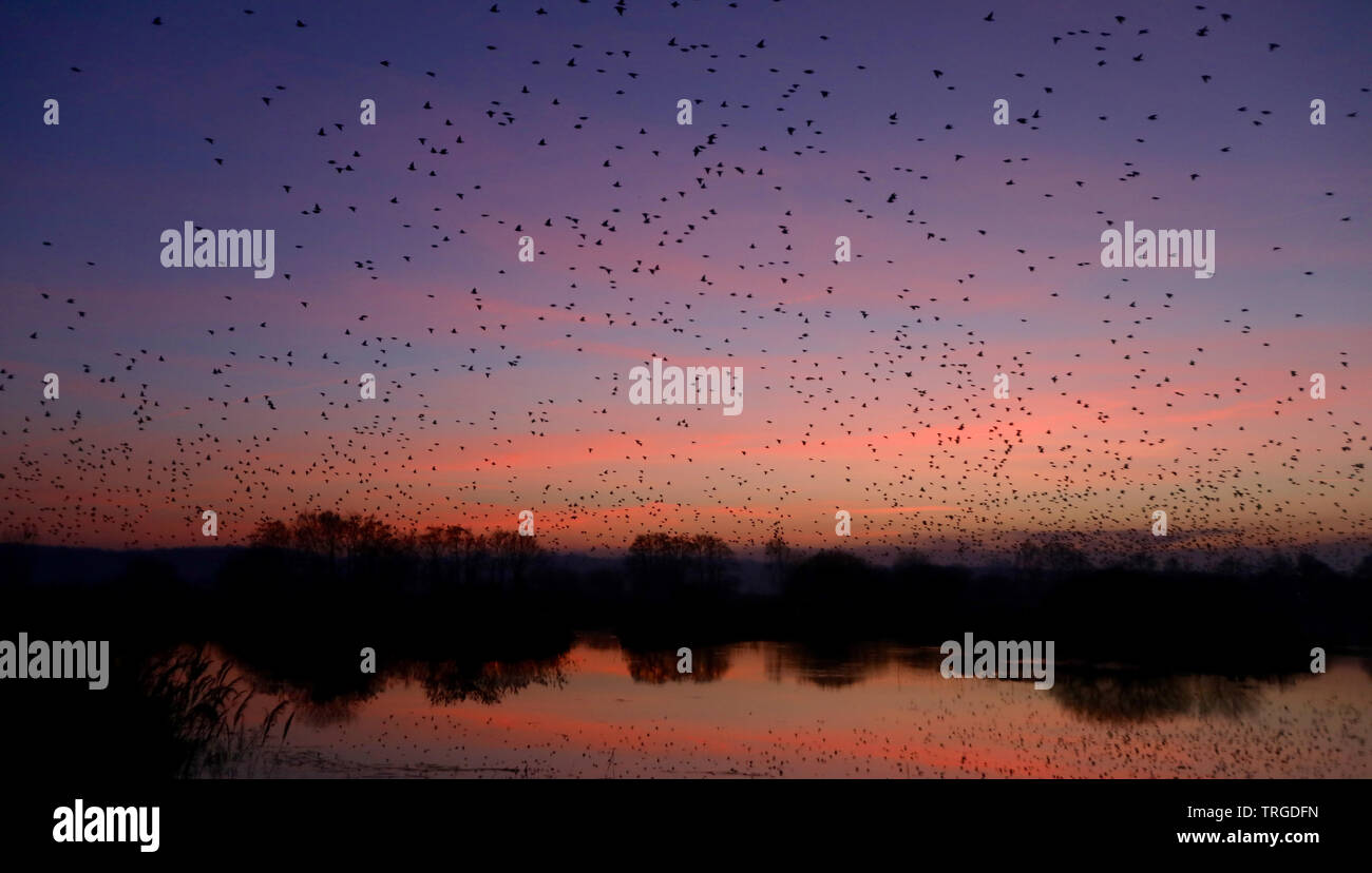 Starling murmuration Banque D'Images